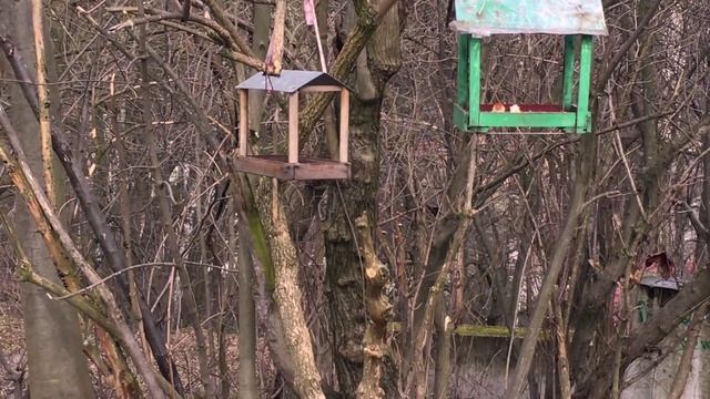 ★ Катя кормит птичек - синичек, дятла и голубя смотреть онлайн