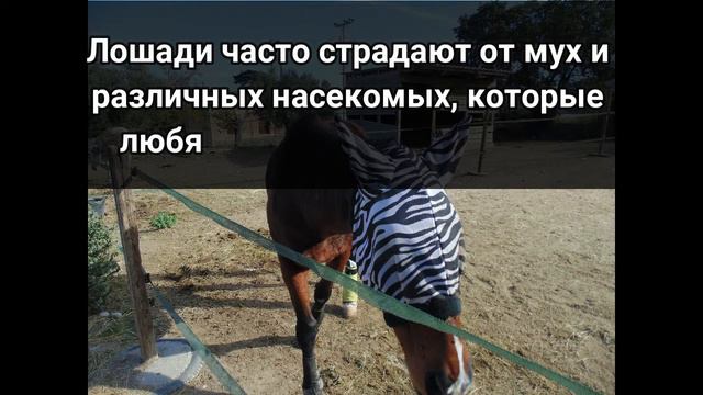 Как ухаживать за лошадьми смотреть онлайн