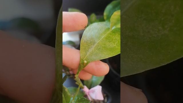 Удалить завязи на прививке цитруса? смотреть онлайн