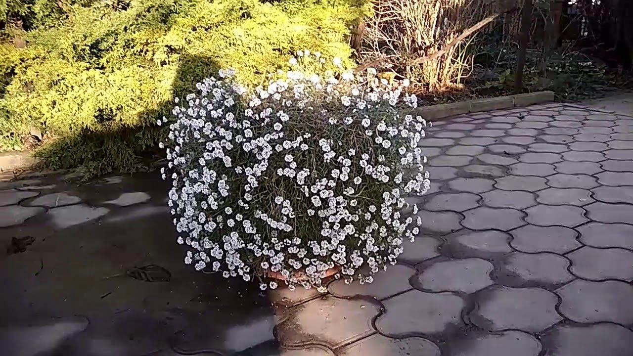 P.S. Вредители. смотреть онлайн