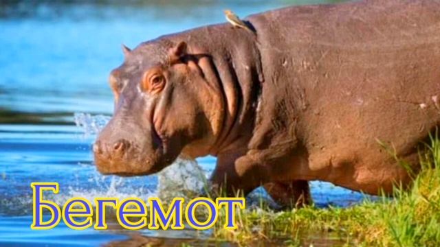 #животные #мирживотных #дикие Звуки диких животных. Жануарлар әлемі. Животные. Wild animals. 野生動物 смотреть онлайн