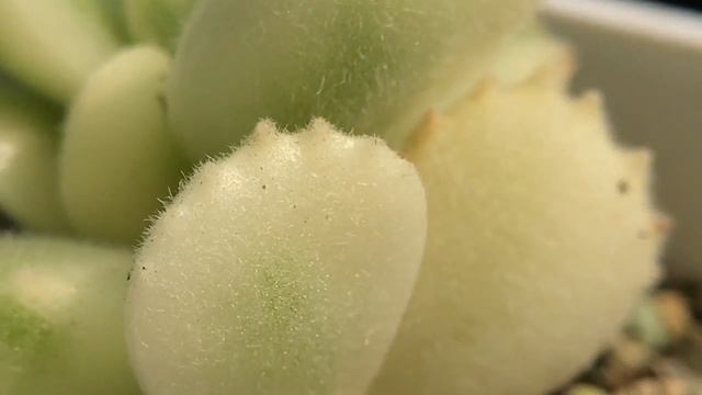 Cotyledon tomentosa 多肉植物觀察 熊童子 - 白熊 смотреть онлайн