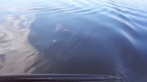 Самая простая конструкция самодельного электромотора для лодки.