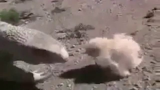 Цыпленок против варана смотреть онлайн