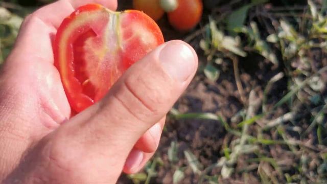 Томат СЕМАРОЛ / SEMAROL — Детермінантний, Semo #томат #помідори