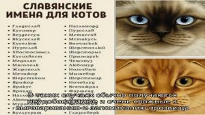 Имена и клички для овчарок