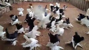 Статные Голуби Василия Старкова.Сороки и Белые