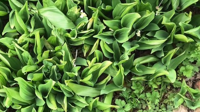 2 поездка в сад 26 апреля 2020 село Возрождение Геленджик смотреть онлайн