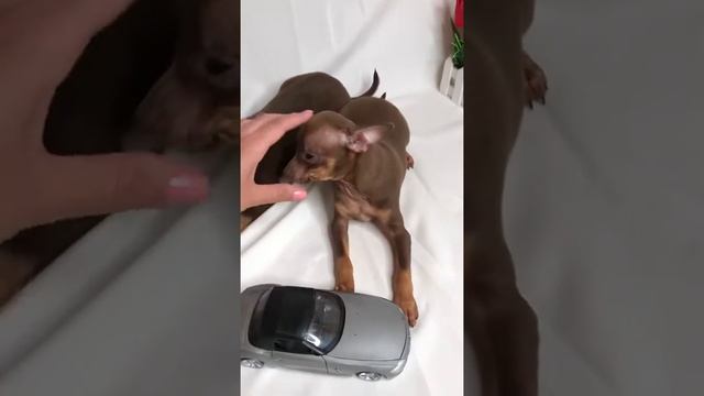 Той терьеры шоколадные мальчики смотреть онлайн