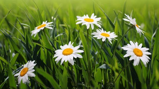 Картинка цветы. Ромашки, цветы, трава | Picture Flowers. Daisies, Flowers, Grass