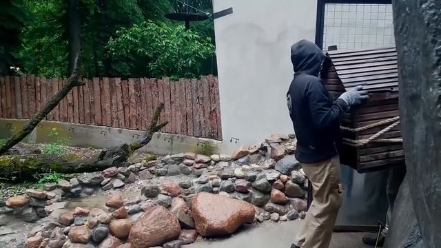 В Калининградском зоопарке выдра переехала в новый вольер смотреть онлайн