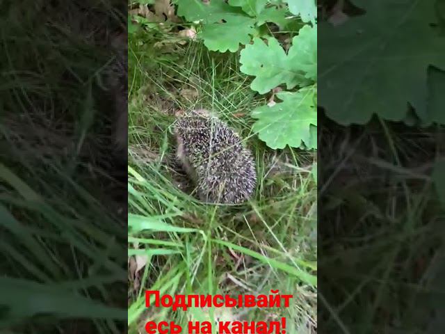 Ëжик в тумане! смотреть онлайн