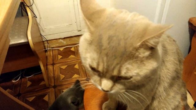 Кот ругается на хозяина. смотреть онлайн
