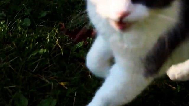 А ВЫ ЗНАЛИ? Породы кошек без хвоста. Интересные особенности и подробности смотреть онлайн