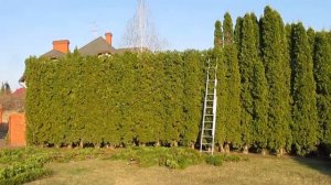 Стрижка живой изгороди из туй.  Ровняем высоту.