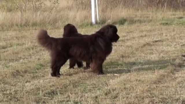 11 10 15 Прогулка Обуш Шед Янтарный поцелуй и его сын Ньюфорт Ваше Величество Брабус 8,5 мес. смотреть онлайн