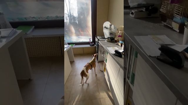 Уиппет в ноузворк смотреть онлайн