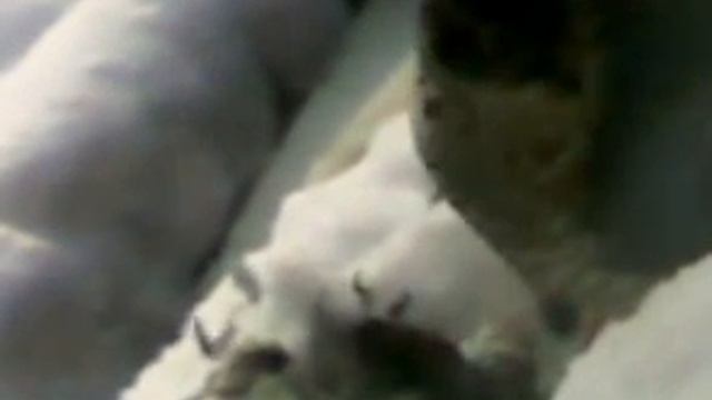жестокий закон природы!птица поедает птицу смотреть онлайн