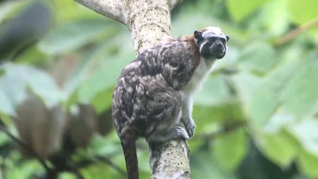 Geoffroy's Tamarin - Canopy Camp, Panama смотреть онлайн