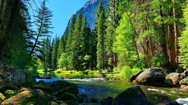 Звуки леса кукушка, сверчки, пение птиц. Релакс видео 1 час для хорошего настроения смотреть онлайн