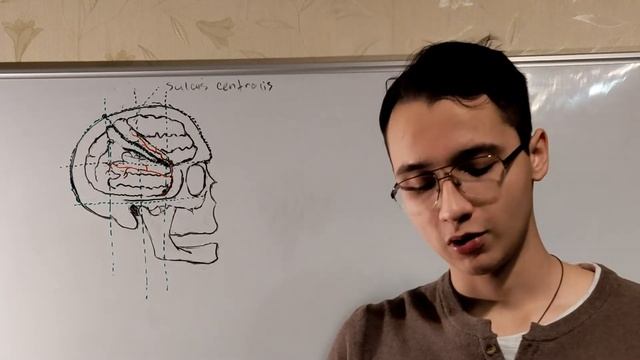 Схема Кренлейна-Брюсовой. Схема черепно-мозговой топографии. смотреть онлайн