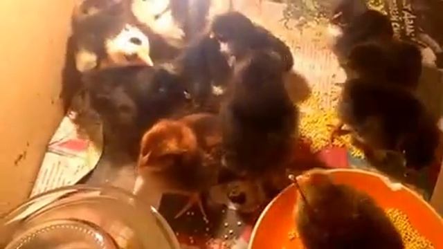Ранний выводок цыплят! смотреть онлайн