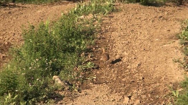 Полярная куропатка смотреть онлайн