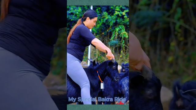My Special Bakra Ride смотреть онлайн