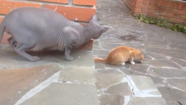 Пойду и я поем!!! смотреть онлайн