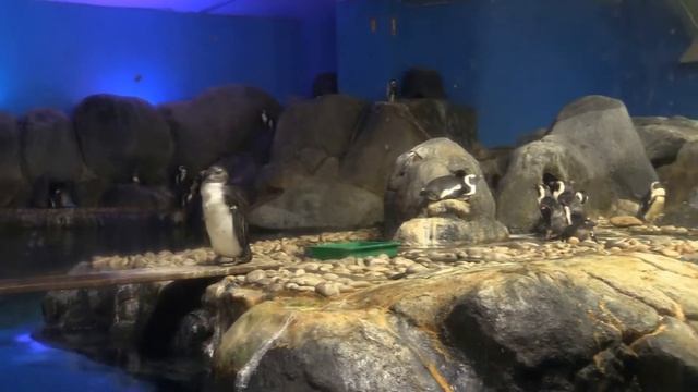 АФРИКАНСКИЙ или ЧЕРНОНОГИЙ ПИНГВИН (UnderWater World Langkawi. Pulau Langkawi. Malaysia) смотреть онлайн