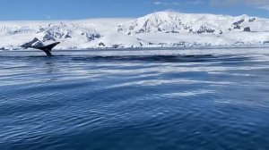 почему КИТЫ пускают фонтан?