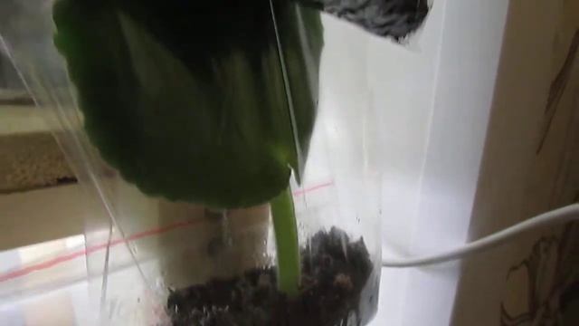 Укоренение листовых черенков фиалок в зип-пакетах. смотреть онлайн