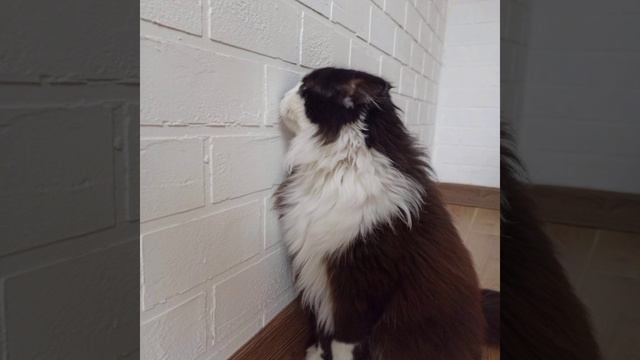 Фото Фыры за несколько месяцев😼