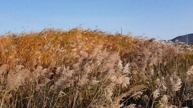 Miscanthus sinensis and Autumn - The best moment of your life смотреть онлайн