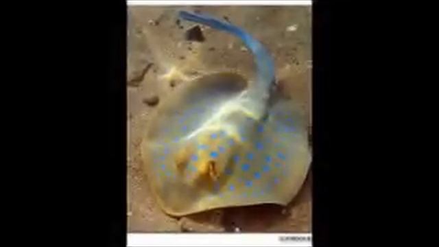 Wallpapers 240x320 for Mobile 25 смотреть онлайн