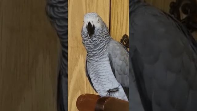 А как мама смеётся как муха... Шо опЬять?! смотреть онлайн