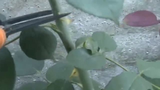 Обрезка роз летом / Pruning roses in summer / смотреть онлайн