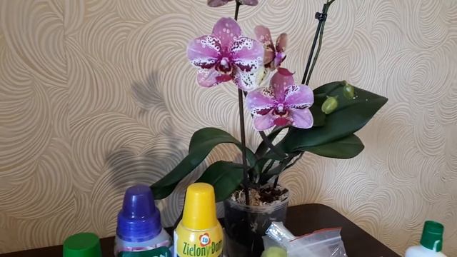 СУПЕР эффективные УДОБРЕНИЯ для орхидей смотреть онлайн