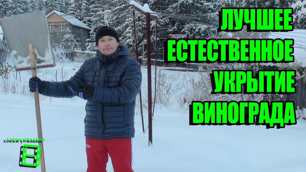 ЛУЧШЕЕ ЕСТЕСТВЕННОЕ УКРЫТИЕ ВИНОГРАДА И ПЛОДОВЫХ ДЕРЕВЬЕВ. ЗИМОВКА ВИНОГРАДНИКА смотреть онлайн