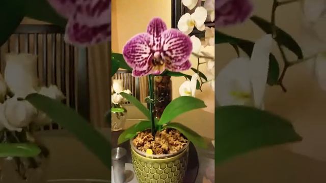 Ура! Новые орхидеи по почте. И обзор моих Дендробиумов. смотреть онлайн