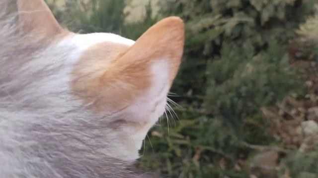 Чихуа хуа, как мы носим обувь на улице. смотреть онлайн