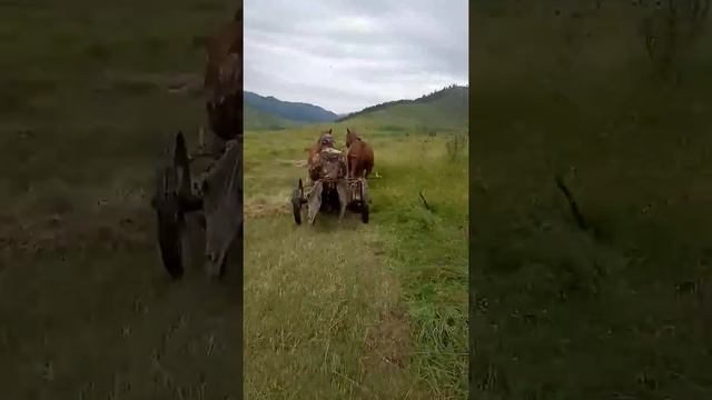 Двухконная косилка. Сенокос,лето 2021. смотреть онлайн