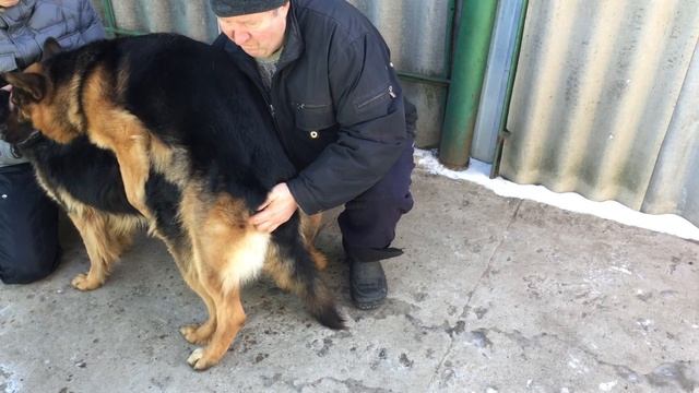 Немецкая Овчарка Радж. 2Года.8Мес. Вязка. 4K смотреть онлайн
