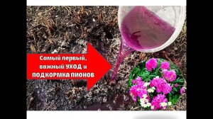 ПОСЛЕ ТАКОЙ ПОДКОРМКИ ВЕСНОЙ ПИОНЫ ЦВЕТУТ КАК СУМАСШЕДШИЕ ??САМЫЙ РАННИЙ УХОД И ПОДКОРМКА ПИОНОВ
