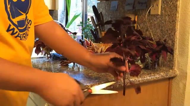 Prepping Coleus Cuttings In Water (12-1-2016) смотреть онлайн