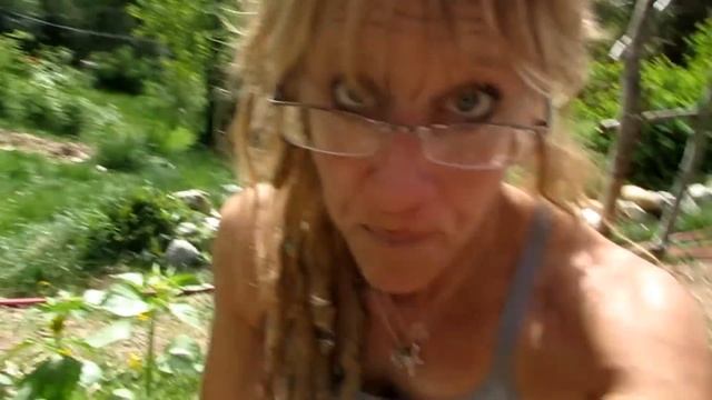 DUMMIES GUIDE TO GROWING OUTSTANDING ORGANIC CELERY!!! смотреть онлайн