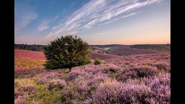 The purple hills of the Posbank смотреть онлайн