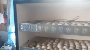 Инкубатор OVO-156 отключение автоповорота и аварийного сигнала