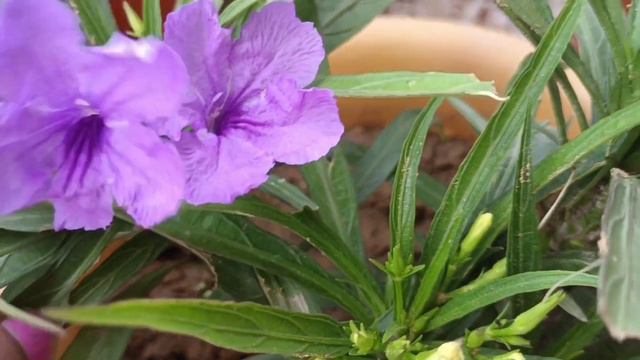 Beautiful flowering Mexican Petunia plant 🌸🌸|| Nani ka garden || смотреть онлайн