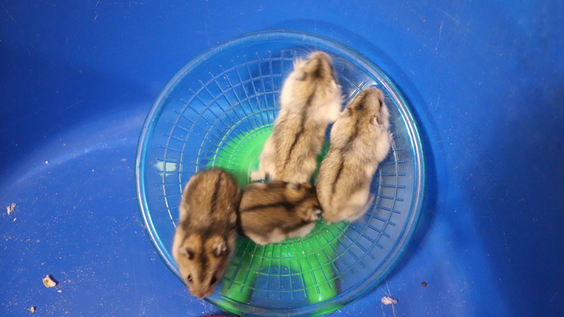 ОТВЕТЫ НА ВОПРОСЫ ЧАСТЬ 2 / МОЖНО ЛИ ОСТАВЛЯТЬ ХОМЯКА-САМЦА В ОДНОЙ КЛЕТКЕ ПОСЛЕ РОДОВ ХОМЯЧИХИ? смотреть онлайн